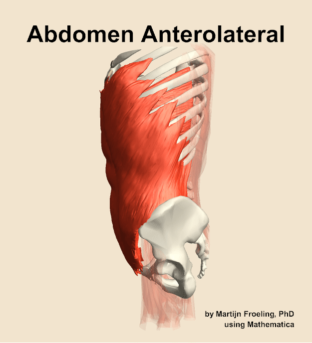 Muscles of the anterolateral compartment of the abdomen