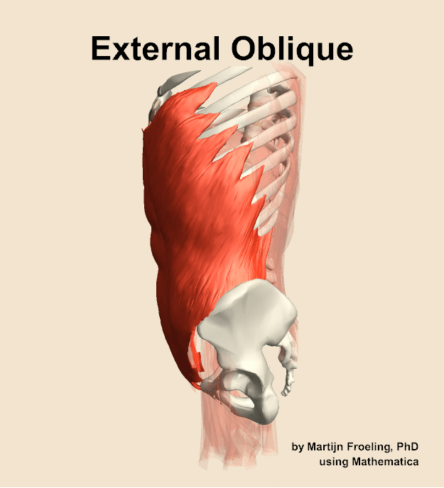 The external oblique muscle of the abdomen