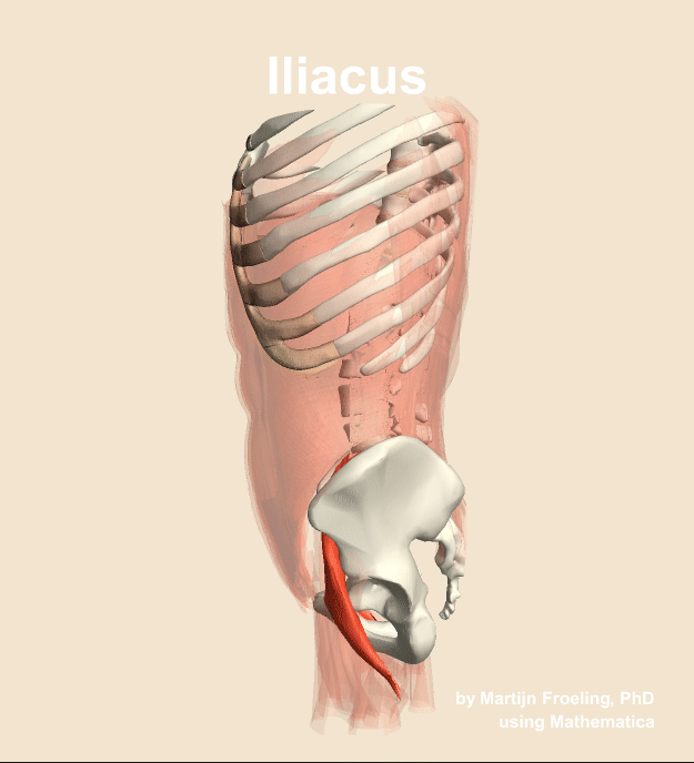 The iliacus muscle of the abdomen