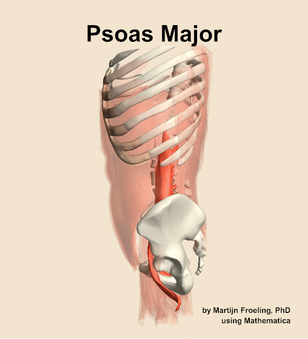 The psoas major muscle of the abdomen