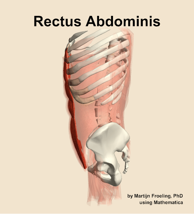 The rectus abdominis muscle of the abdomen