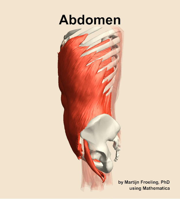 Muscles of the Abdomen