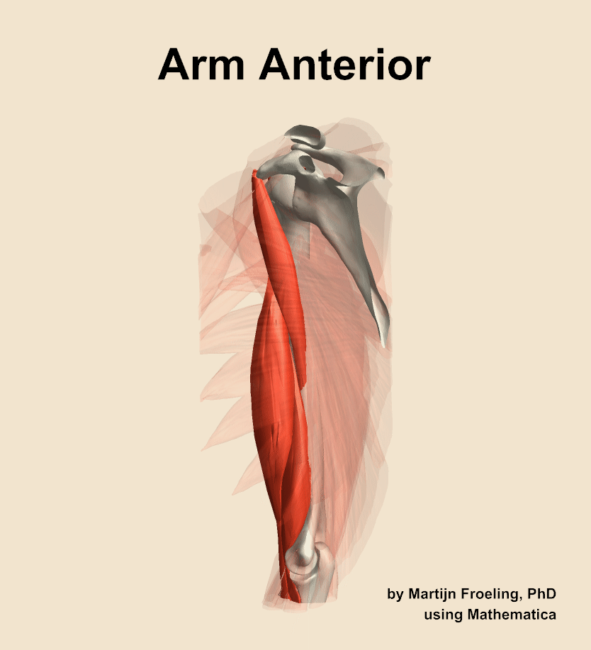 Muscles of the anterior compartment of the arm