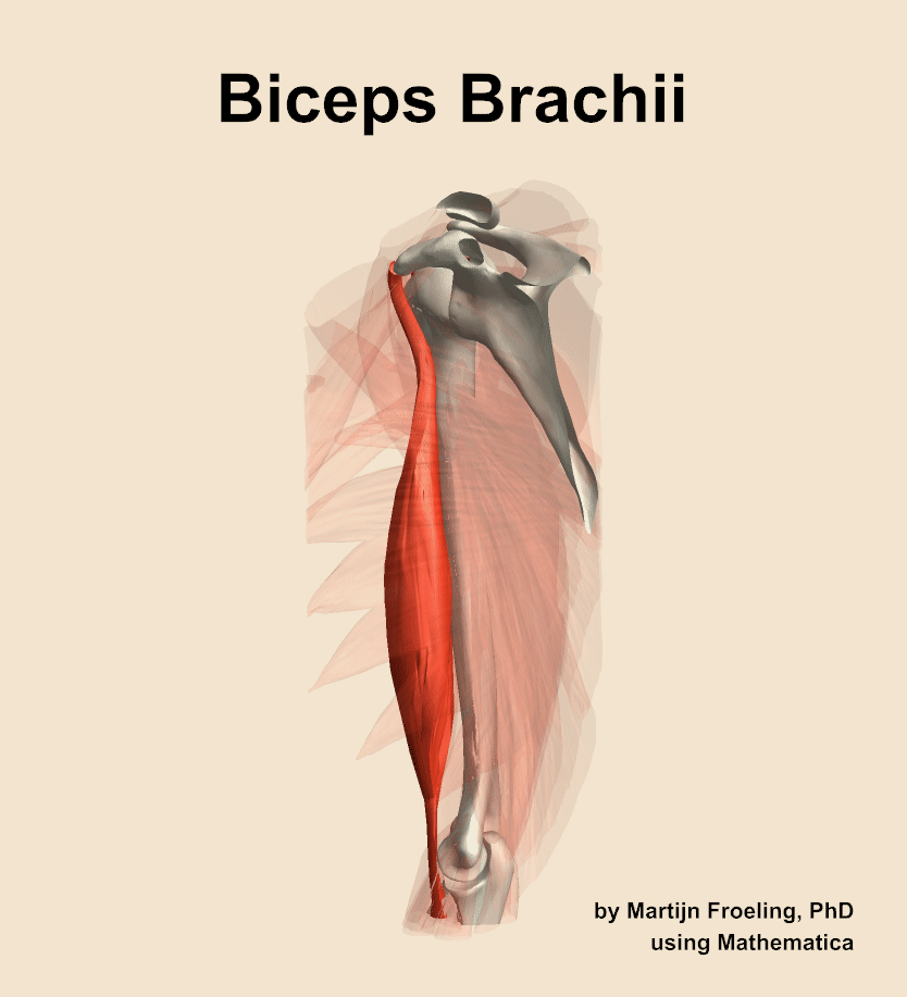 The biceps brachii muscle of the arm