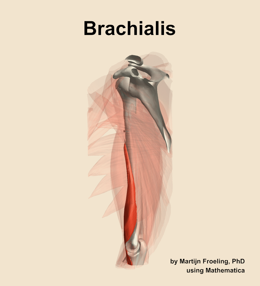 The brachialis muscle of the arm