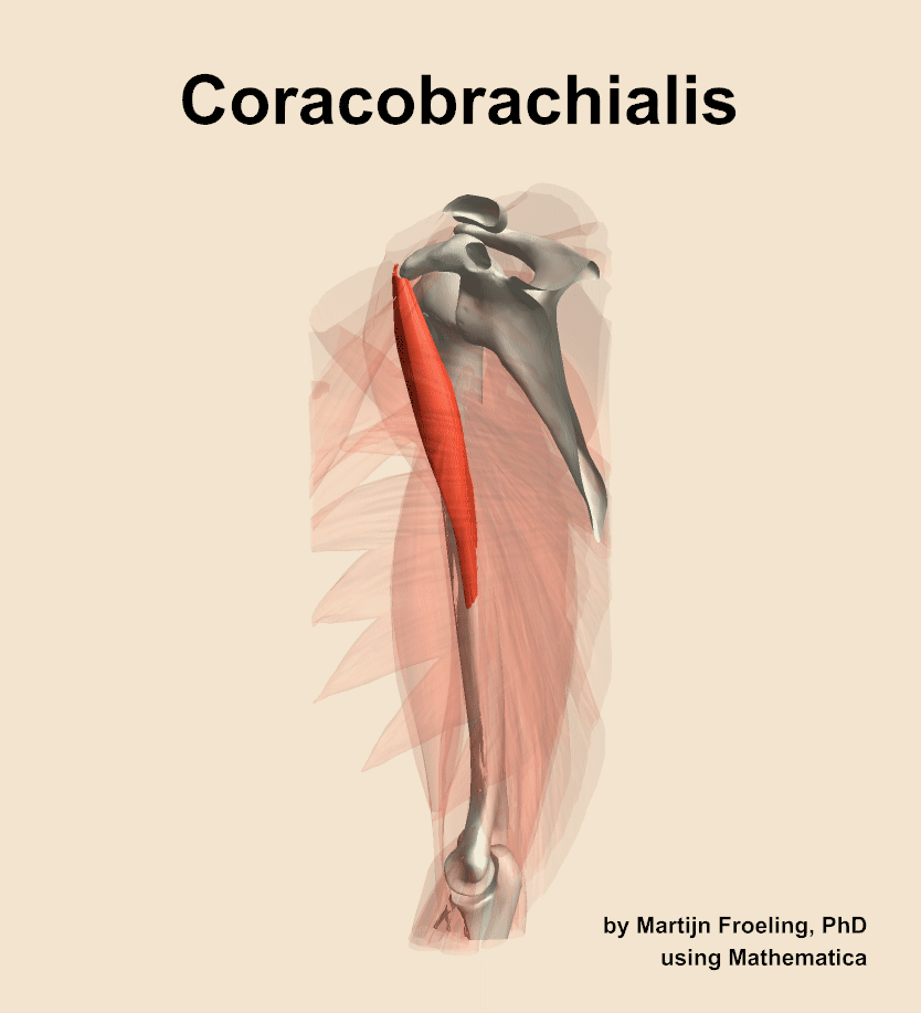 The coracobrachialis muscle of the arm