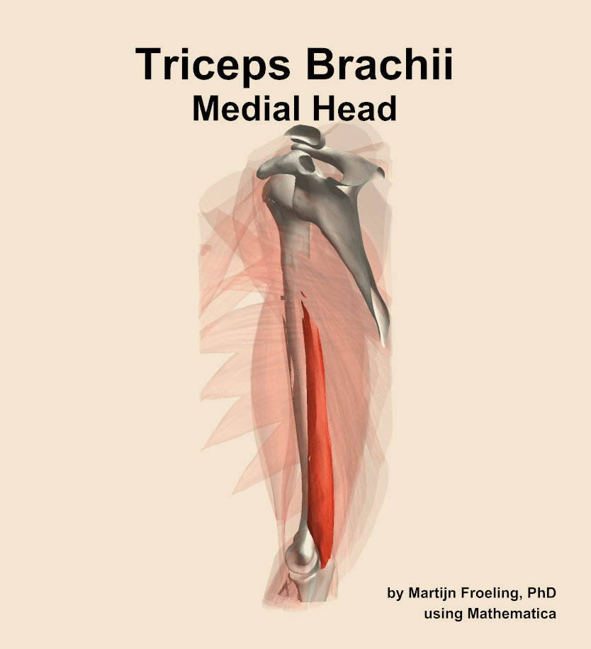 The medial head of the triceps brachii muscle of the arm