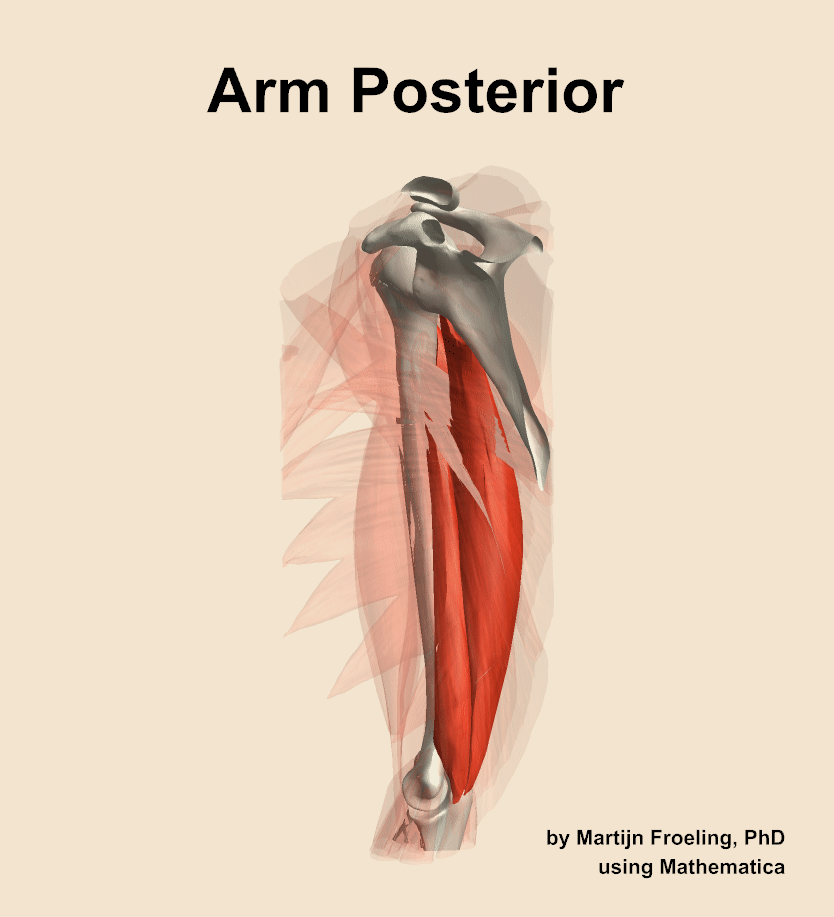 Muscles of the posterior compartment of the arm