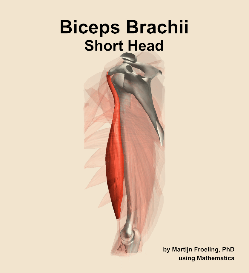 The short head of the biceps brachii muscle of the arm