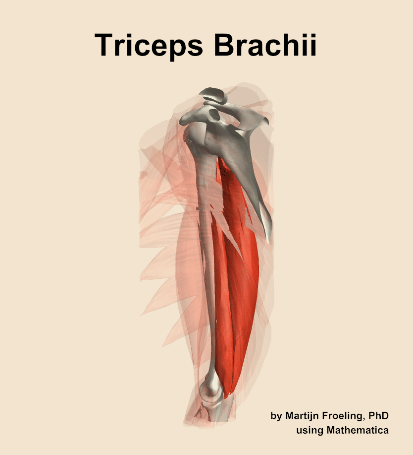The triceps brachii muscle of the arm