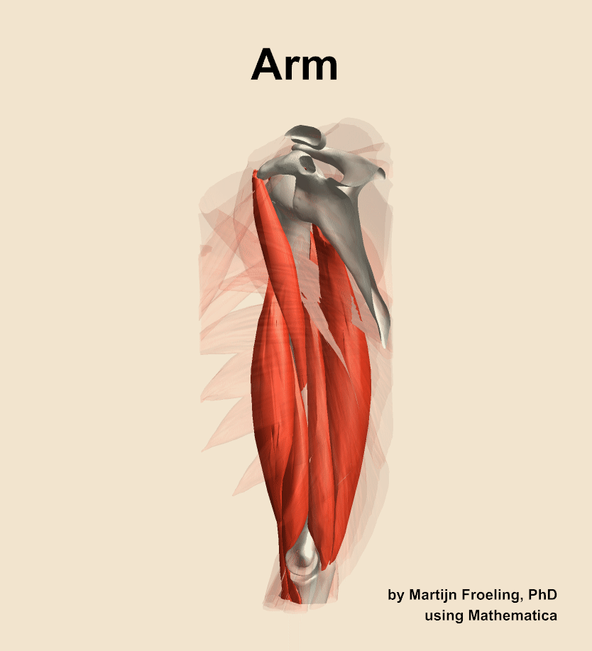 Muscles of the Arm