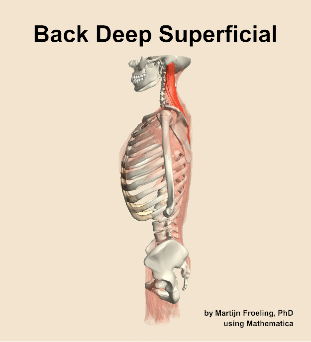 Muscles of the deep superficial compartment of the back