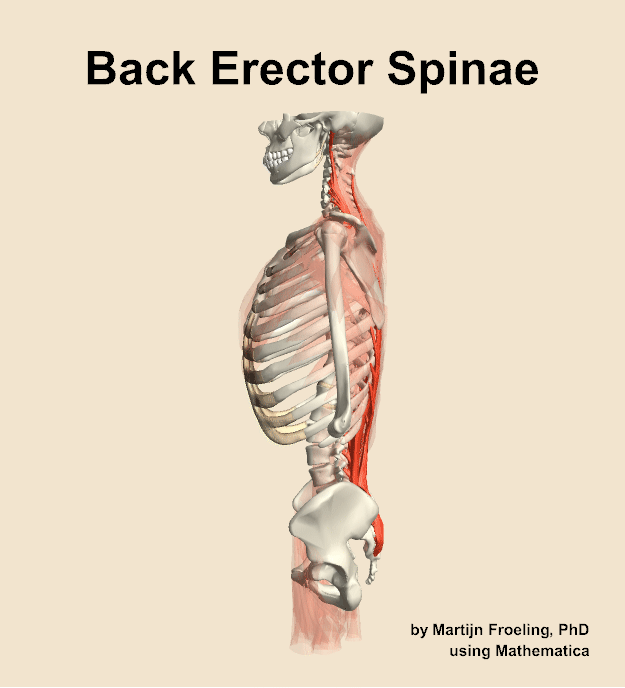 Muscles of the erector spinae compartment of the back