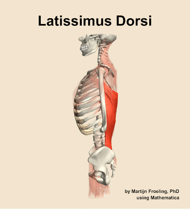 The latissimus dorsi muscle of the back