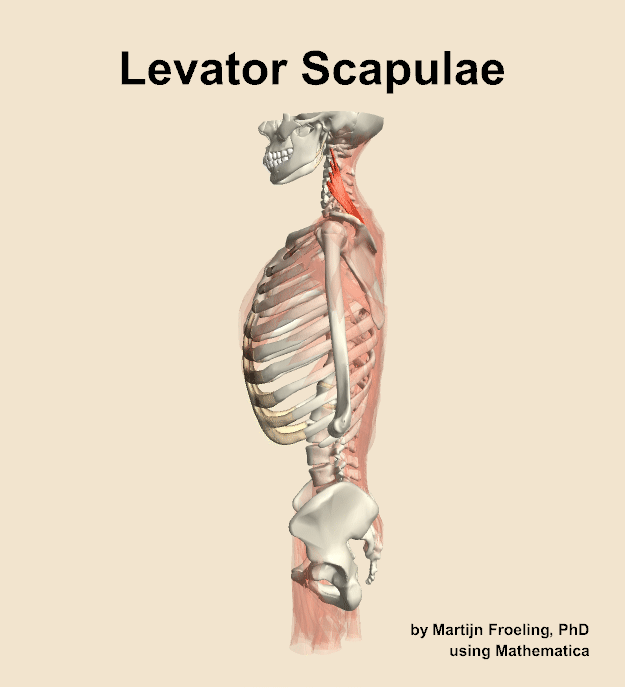 The levator scapulae muscle of the back
