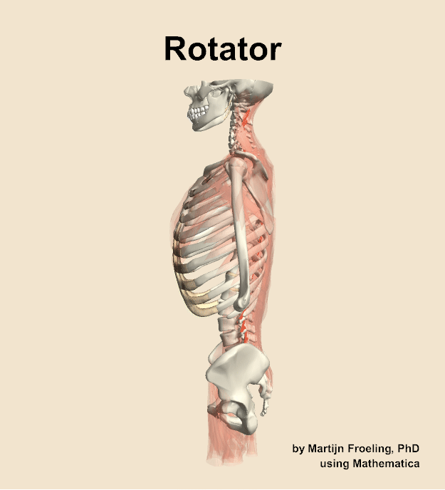 The rotator muscle of the back