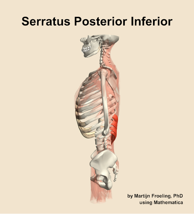 The serratus posterior inferior muscle of the back