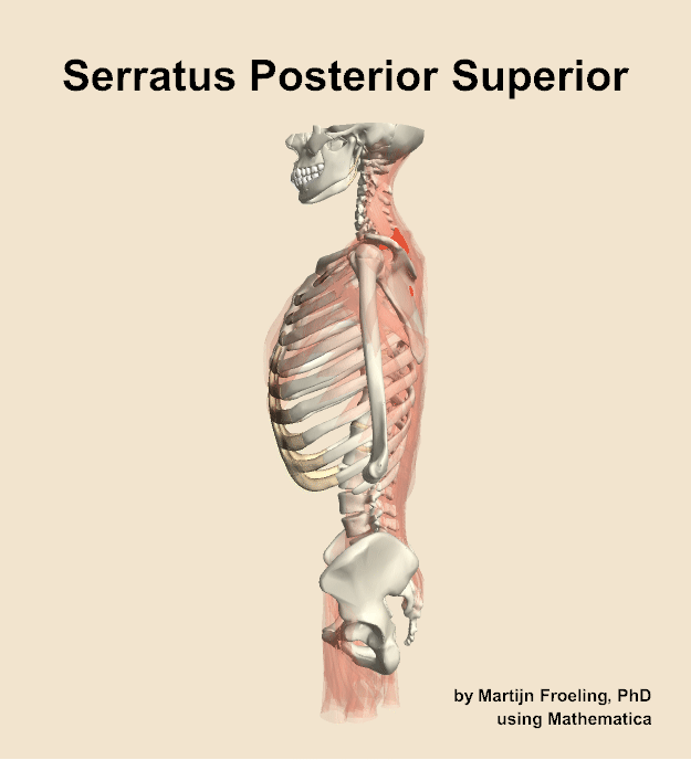 The serratus posterior superior muscle of the back