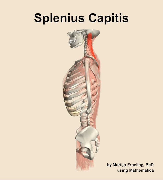 The splenius capitis muscle of the back