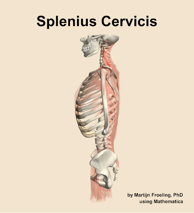The splenius cervicis muscle of the back