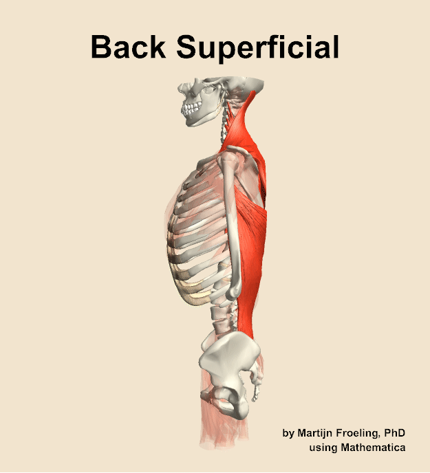 Muscles of the superficial compartment of the back