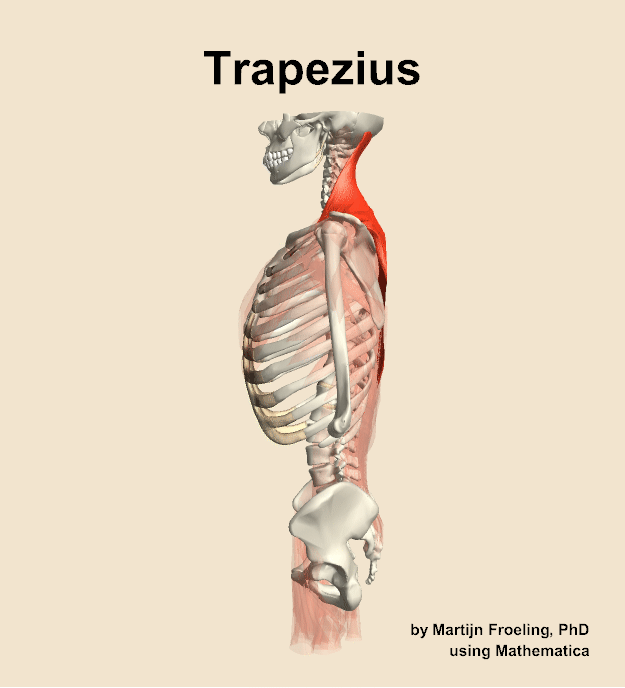 The trapezius muscle of the back