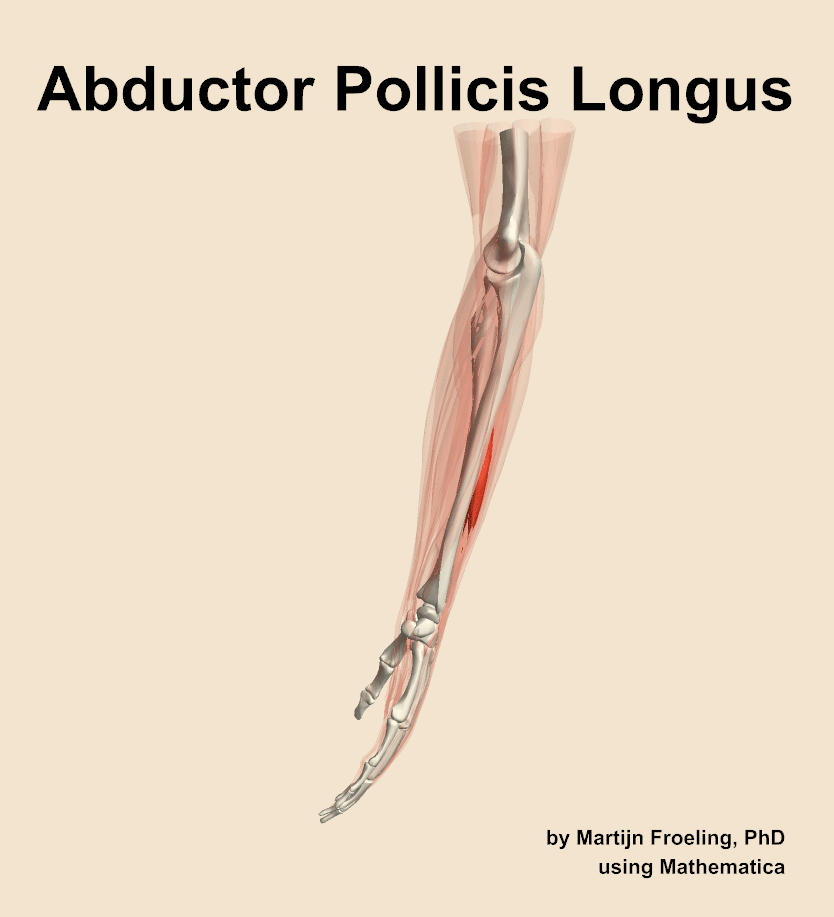 The abductor pollicis longus muscle of the forearm