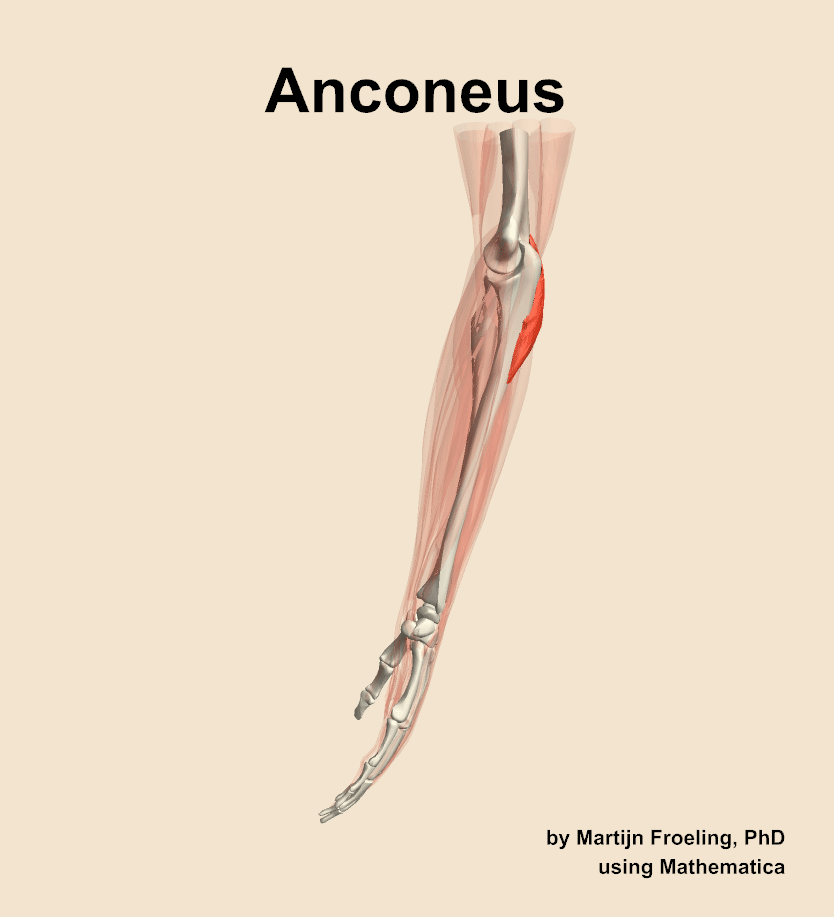 The anconeus muscle of the forearm