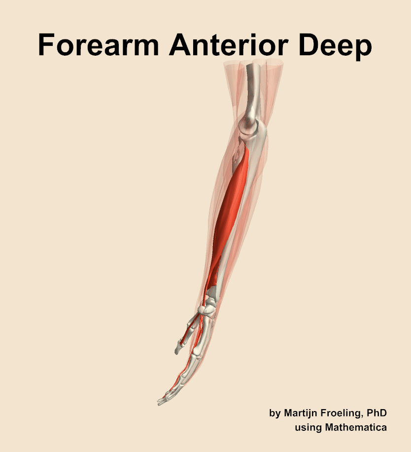 Muscles of the anterior deep compartment of the forearm