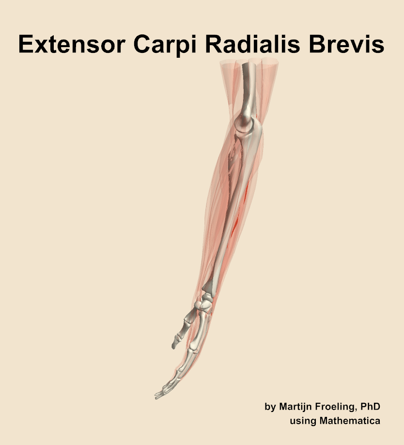 The extensor carpi radialis brevis muscle of the forearm