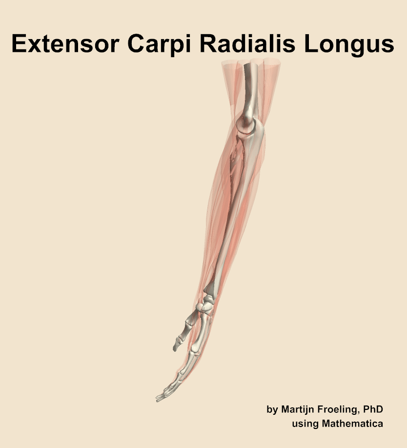 The extensor carpi radialis longus muscle of the forearm