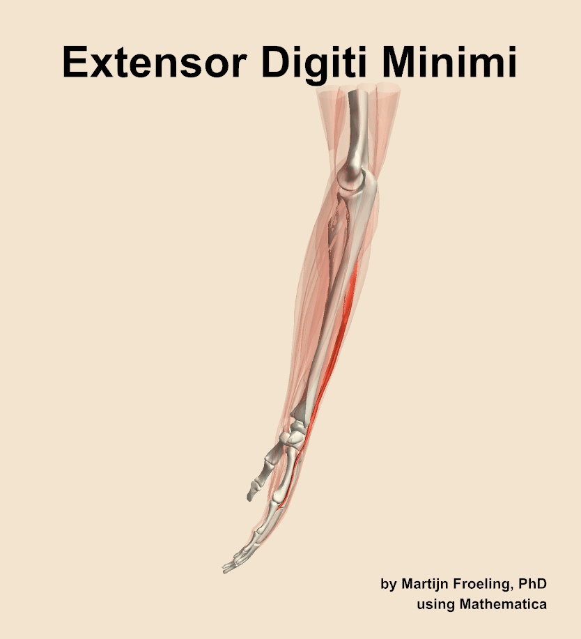 The extensor digiti minimi muscle of the forearm