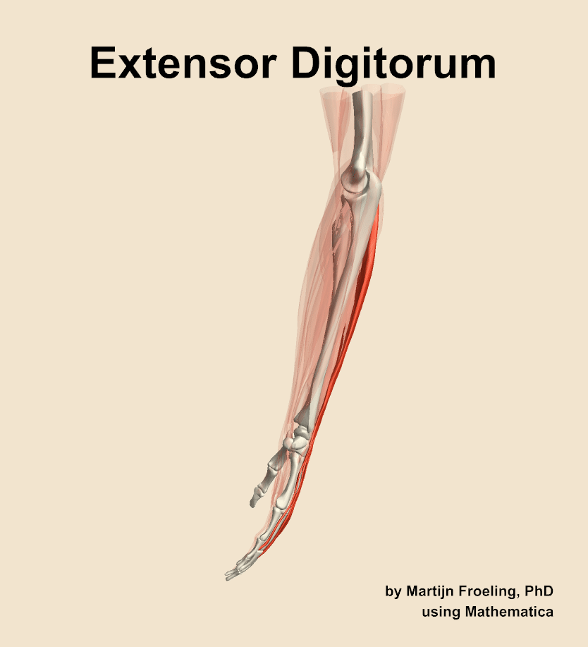 The extensor digitorum muscle of the forearm