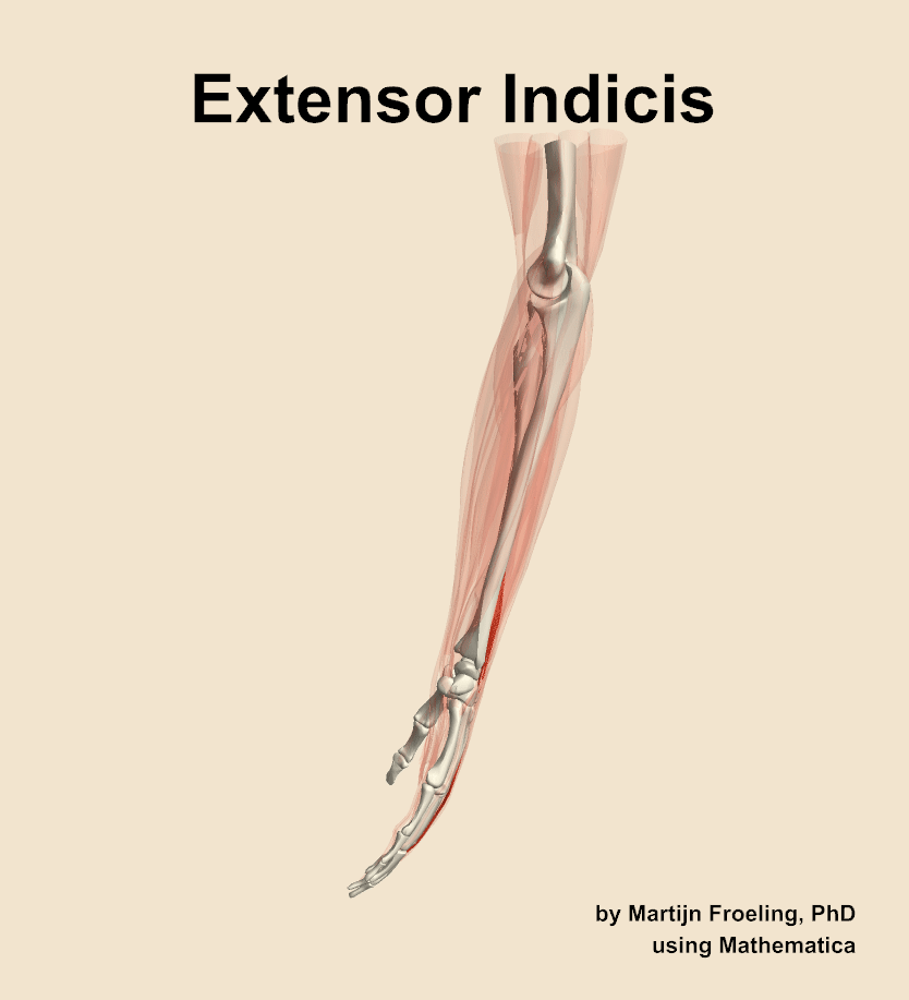 The extensor indicis muscle of the forearm