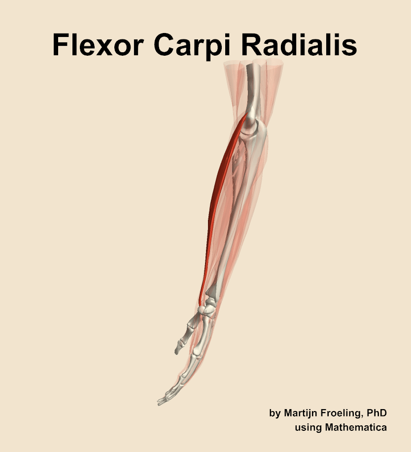 The flexor carpi radialis muscle of the forearm