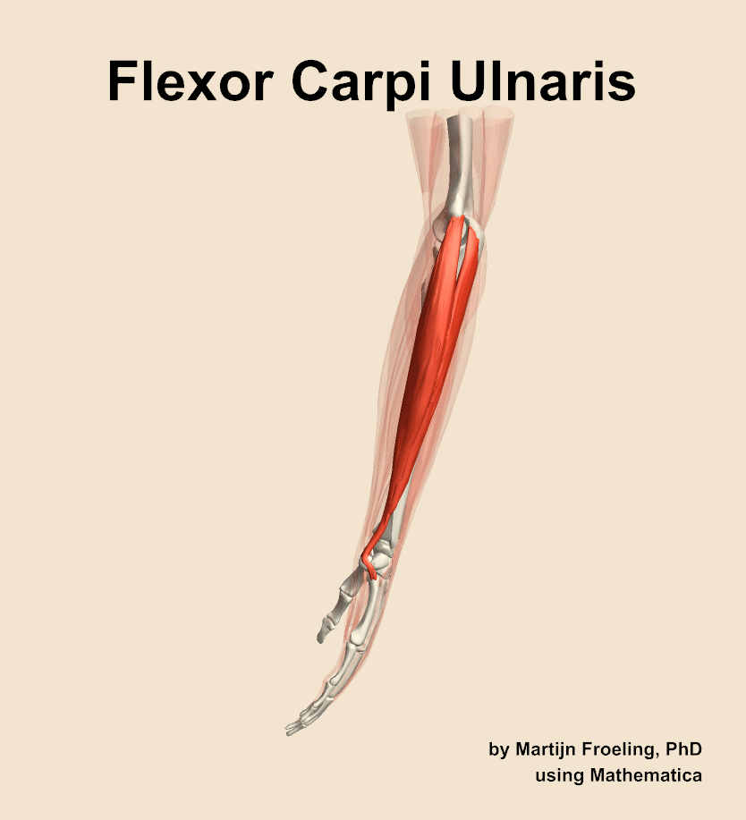 The flexor carpi ulnaris muscle of the forearm