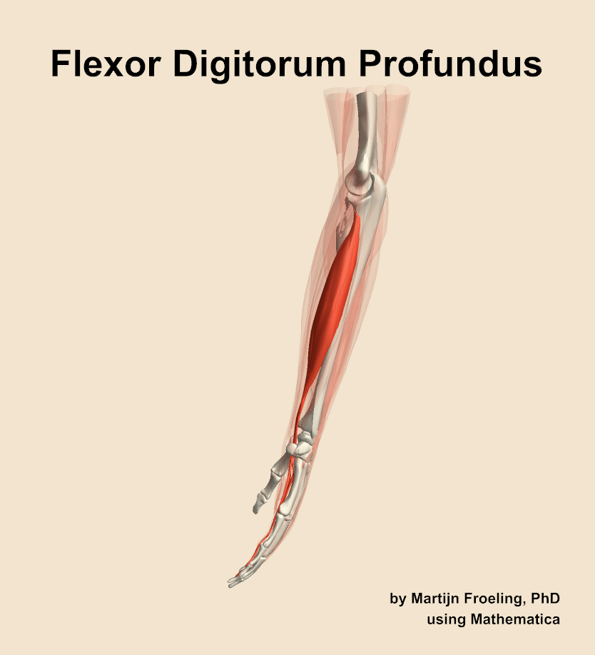 The flexor digitorum profundus muscle of the forearm