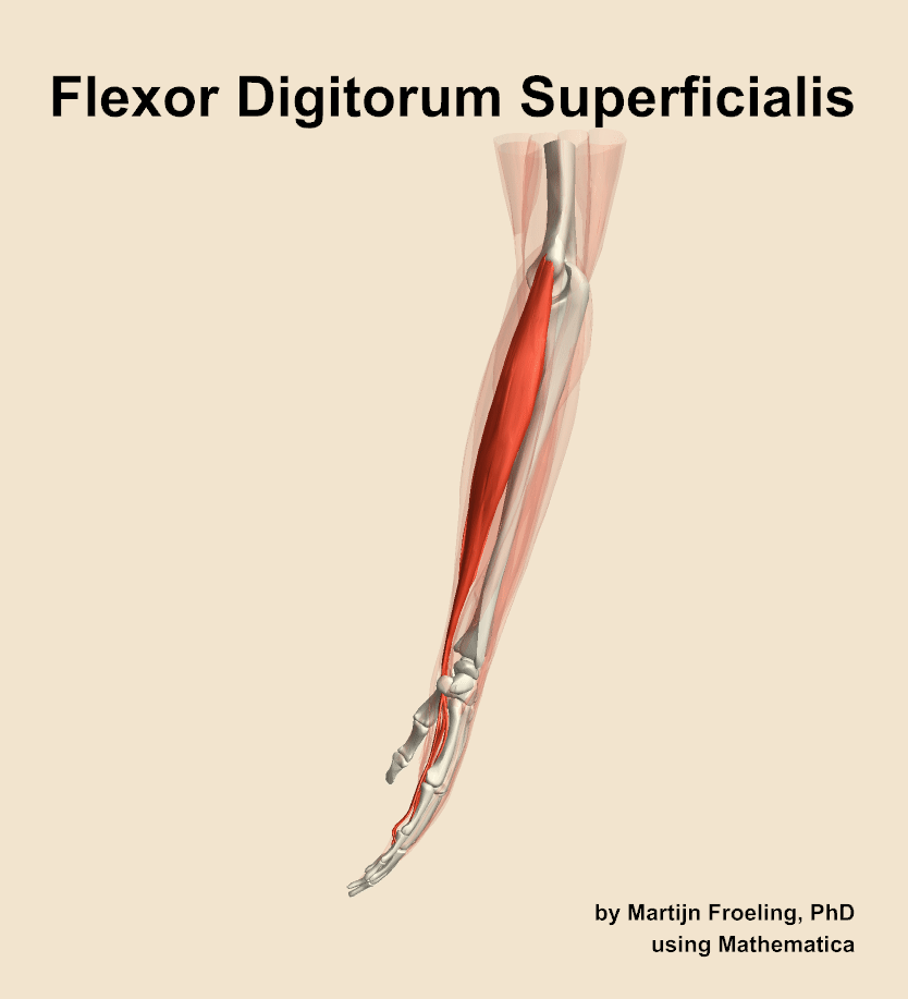 The flexor digitorum superficialis muscle of the forearm