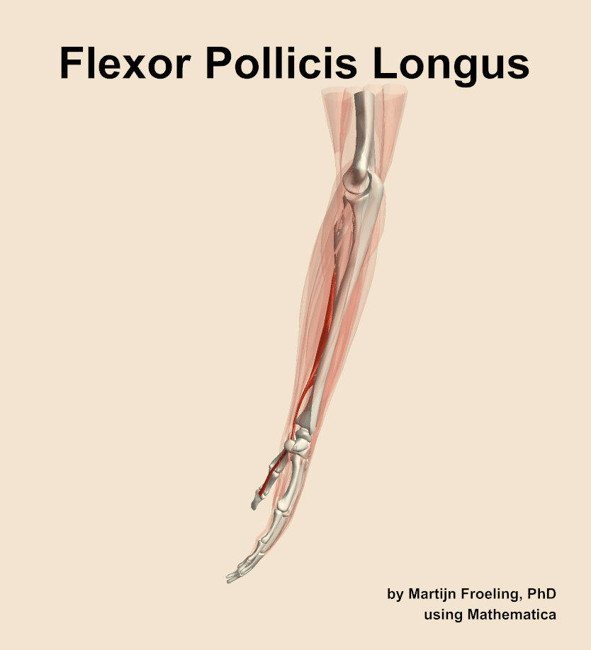 The flexor pollicis longus muscle of the forearm