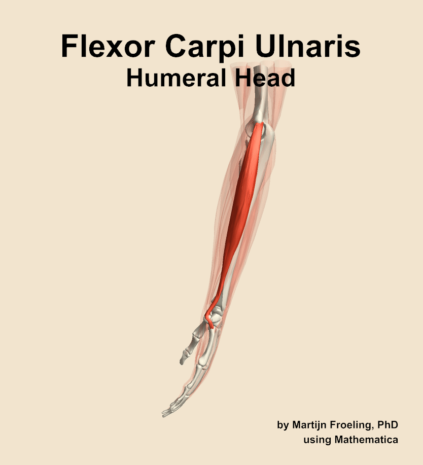 The humeral head of the flexor carpi ulnaris muscle of the forearm