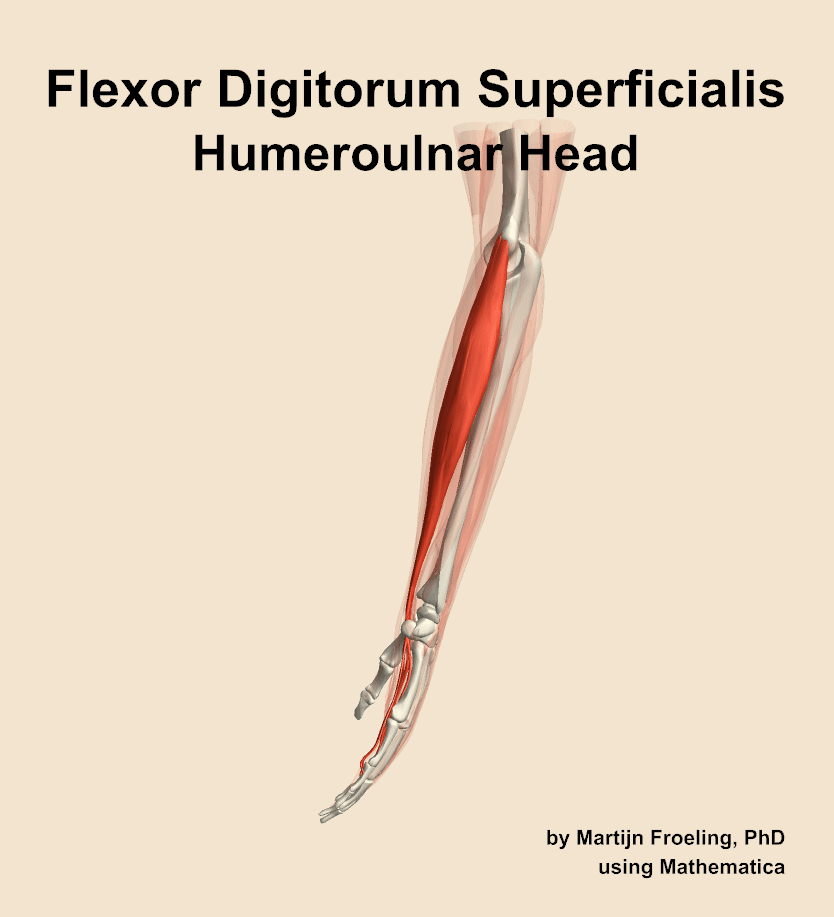 The humeroulnar head of the flexor digitorum superficialis muscle of the forearm
