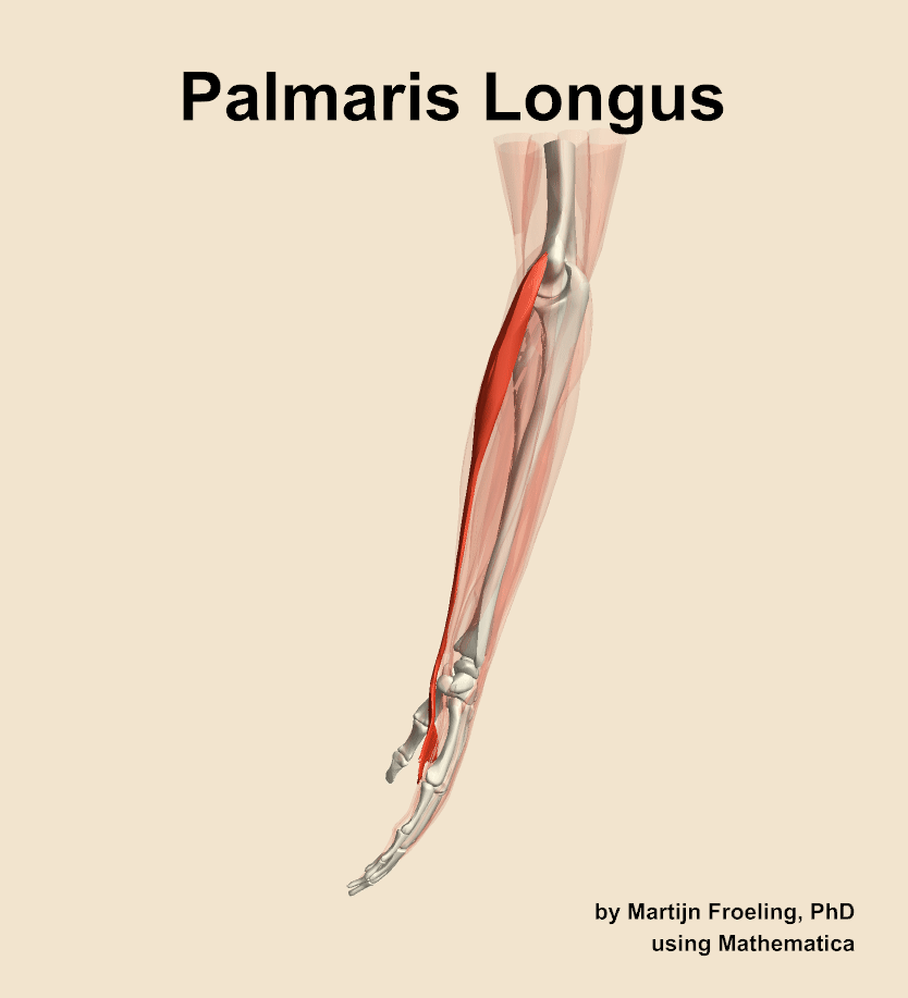The palmaris longus muscle of the forearm
