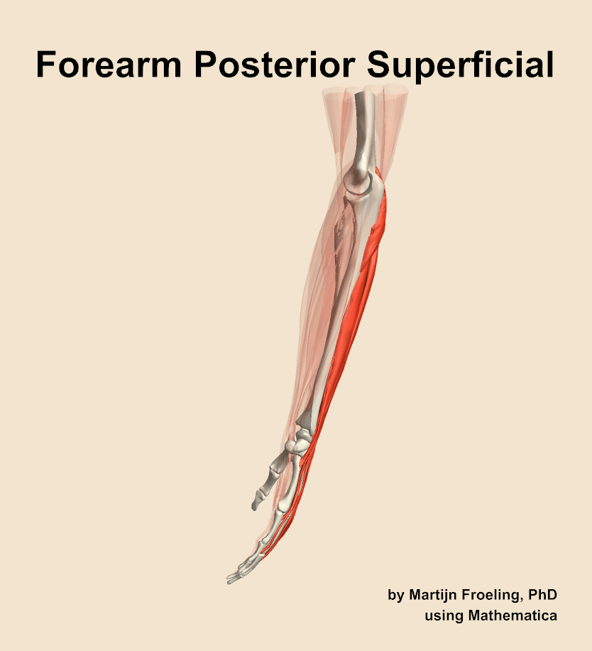 Muscles of the posterior superficial compartment of the forearm