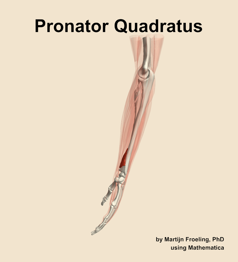 The pronator quadratus muscle of the forearm