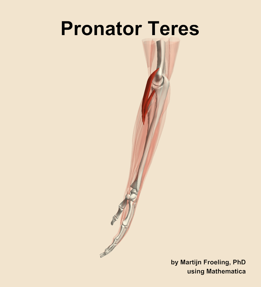 The pronator teres muscle of the forearm