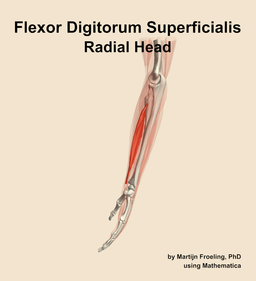 The radial head of the flexor digitorum superficialis muscle of the forearm