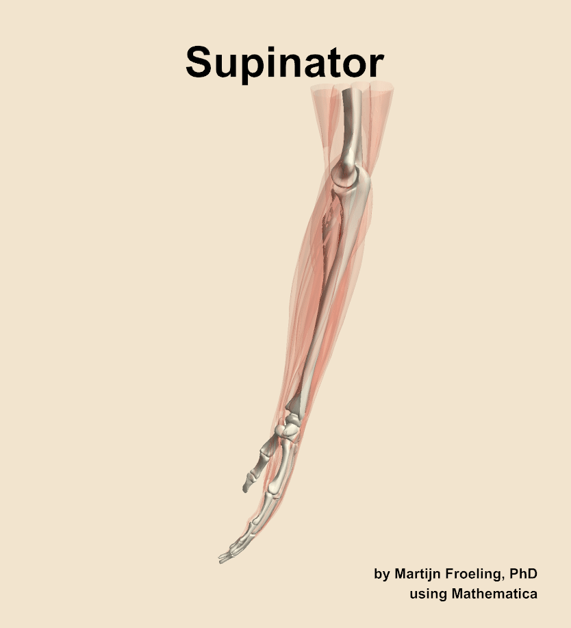 The supinator muscle of the forearm