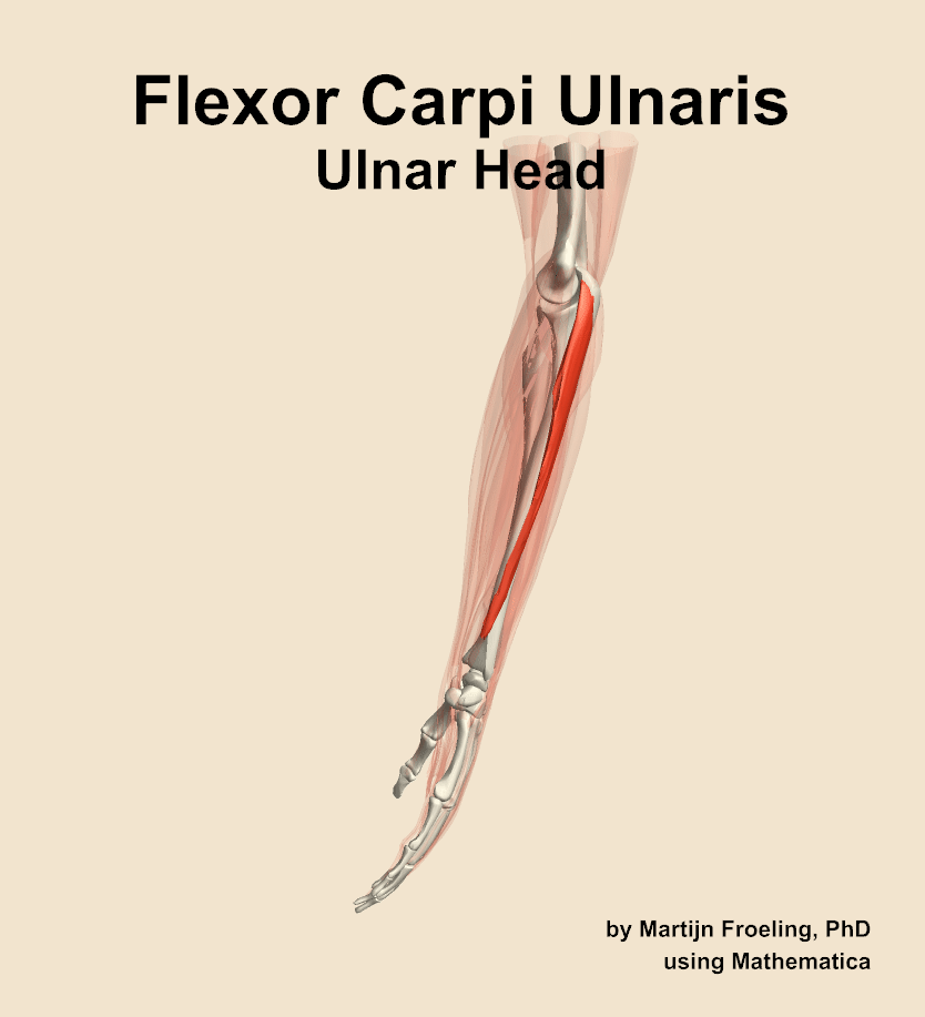 The ulnar head of the flexor carpi ulnaris muscle of the forearm