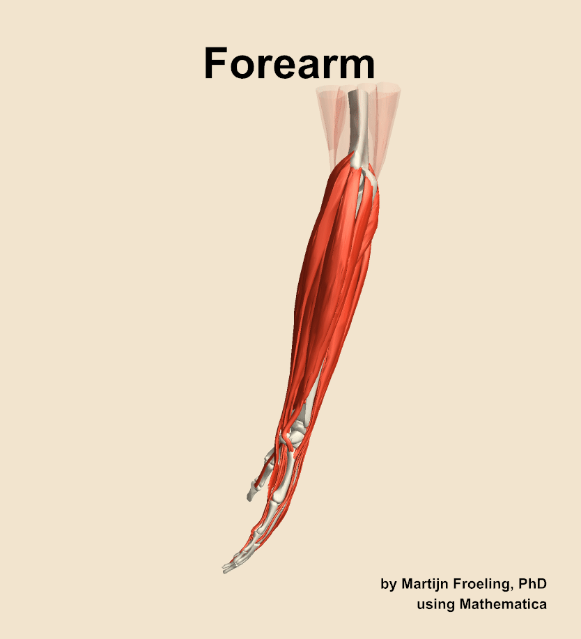 Muscles of the Forearm