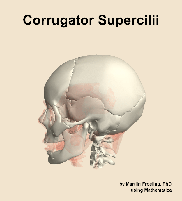 The corrugator supercilii muscle of the head
